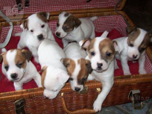 PoulaTo: Jack russell 